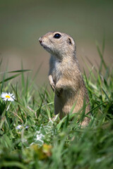 Naklejka na ściany i meble Cute European ground squirrel (Spermophilus citellus) sitting on a field eating grass