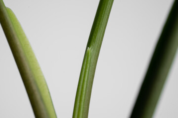 Syngonium Aurea new leaf close up in isolated white background. Syngonium podophyllum 'Aurea' is a cultivar from the Araceae family
