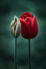 one unopened red tulip