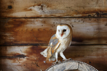 Obraz premium Barn owl (Tyto alba) sitting in an old barn in Gelderland in the Netherlands.