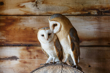Barn owl (Tyto alba) sitting in an old barn in Gelderland in the Netherlands.
