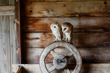 Barn owl (Tyto alba) sitting in an old barn in Gelderland in the Netherlands.