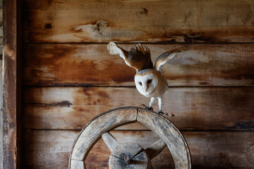 Barn owl (Tyto alba) flying in an old barn in Gelderland in the Netherlands.       