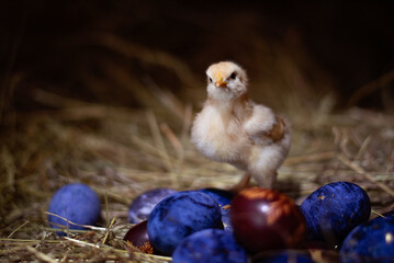 Easter baby chicken