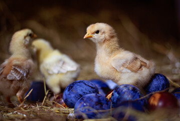 Easter baby chicken