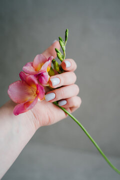 A woman's hand with shellac. Delicate blue manicure. Pink freesia in his hand. Vertical photo.