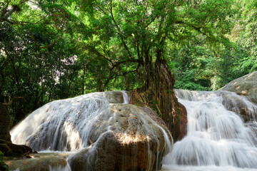 A beautiful waterfall under the large tree in forest