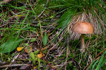 The vegetation of the forest. Small sturdy white mushroom in green grass.