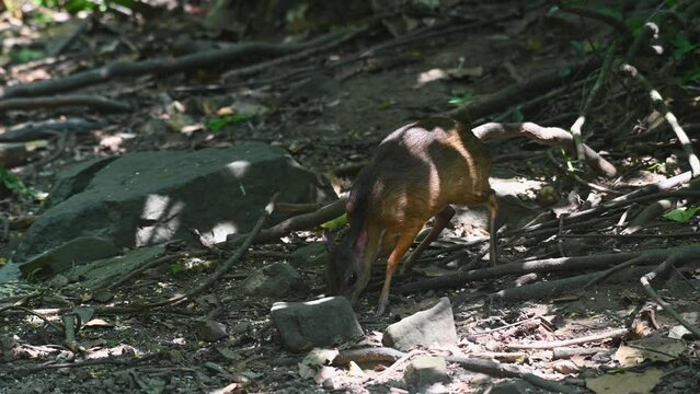 Seen feeding on the ground deep in the shadow of the forest facing to the left, Lesser Mouse Deer Tragulus kanchil, KAeng Krachan National Park, Thailand.