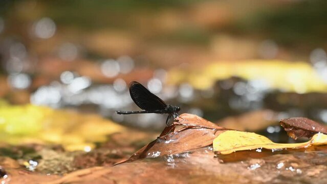 Seen in the middle of a stream perched on fallen leaves as the camera zooms out, Euphaea masoni male Damselfly, Kaeng Krachan National Park, Thailand.