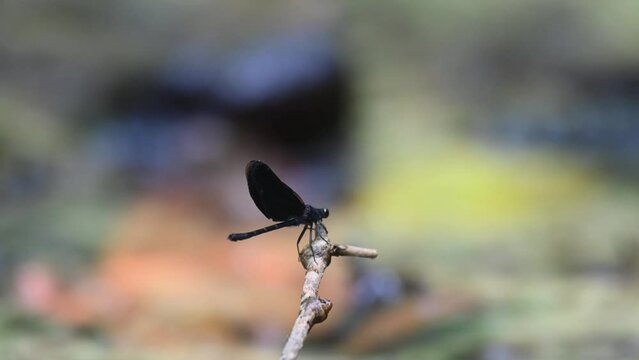 Seen perched on a twig resting during a hot summer day, Euphaea masoni male Damselfly, Kaeng Krachan National Park, Thailand.