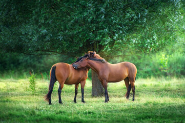 Horses on green meadow