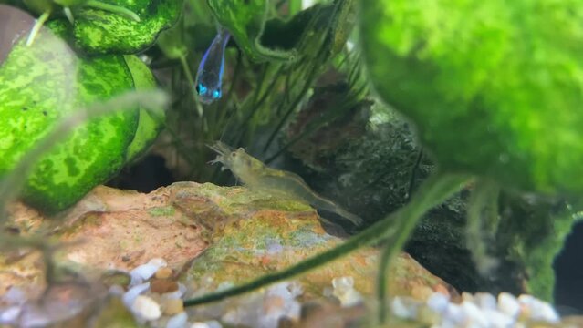 Fresh water ghost shrimp stands on a dragon stone in a tropical fish aquarium with neon tetra fish in the background