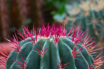 Red needles stick out of the green cactus.