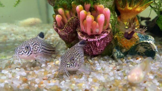 Two very beautiful catfish Three Stripe Cory Corydorastrilineatus or False Julii corydoras in a tropical fresh water aquarium fish tank, close up