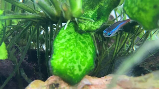 Neon Tetra fish suffers from ick disease tries to stay alive in a fresh water aquarium tropical fish tank