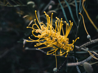 Grevillea flower