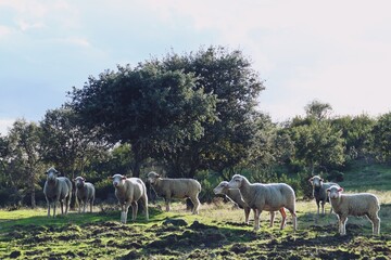 Rebaño de ovejas merinas en una dehesa de encinas. Escena rural del sur de España en un atardecer. El Granado, Huelva, España.