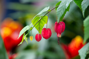 Abutilon megapotamicum