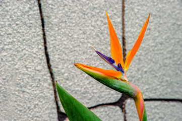 Bird of paradise flower