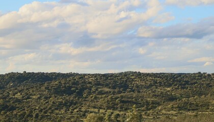 Tradicional dehesa de encinas sobre colinas suaves. Escena rural del sur de España en un atardecer. Sanlúcar de Guadiana, Huelva, España.