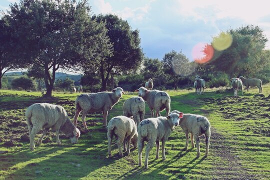 Reba&ntilde;o de ovejas merinas en una dehesa de encinas. Escena rural del sur de Espa&ntilde;a en un atardecer. El Granado, Huelva, Espa&ntilde;a.