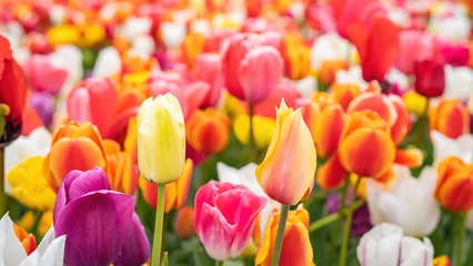 Zelfklevend Fotobehang Panoramic landscape of colorful beautiful blooming tulip field in Holland Netherlands in spring, illuminated by the sun - Close up of Tulips flowers background © Corri Seizinger