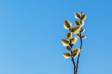 Fototapeta premium willow flowers on a background of blue sky. Blooming willow twigs and furry willow-catkins