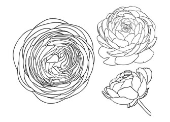 Elegant ranunculus illustrations. Botanical line art drawings of summer flowers. Hand-drawn garden buttercups set. Florals for a wedding decor, greeting cards and invitations