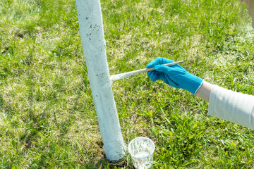 Work in the garden. Applying whitewash to a tree in the backyard. A gardener paints a tree trunk with a brush. Apple tree trunk, protection against pests and diseases, chalk whitewashing.