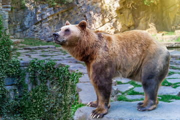 Fototapeta na wymiar Europeen brown bear in a national park Grottes de Han, Belgium. 