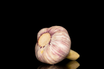One head of fragrant early garlic, macro, isolated on a black background.