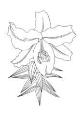 Elegant lily illustrations. Botanical line art drawings of summer flowers. Hand-drawn garden lily branch set. Florals for a wedding decor, greeting cards and invitations