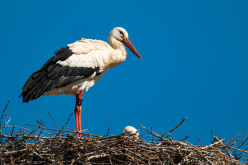 Close-up of a white stork in the nest against a cloudless, blue sky