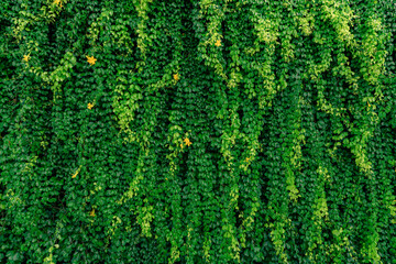 Green vine eco wall. Green creeping plant with wet leaves climbing on wall after rain. Green leaves texture background. Green leaves of ivy with raindrops. Sustainable building. Close to nature. - obrazy, fototapety, plakaty