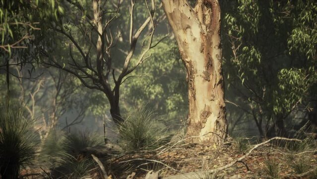 Dirt track through Angophora and eucalyptus forest