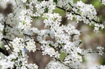Plum spring flowers