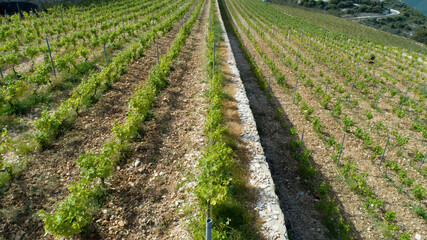 Fototapeta na wymiar rows of vines in the field