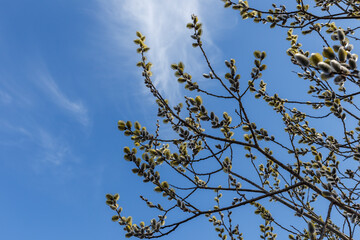 Blooming willow twigs and furry willow-catkins on a background of blue sky. Fluffy soft willow buds in early spring