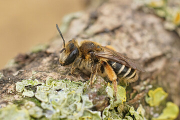 Closeup on a female of the rather rare Andrena albofasciata solitary mining bee sitting on a piece of wood
