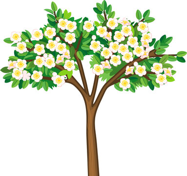 Cartoon flowering apple tree with white flowers isolated on white background