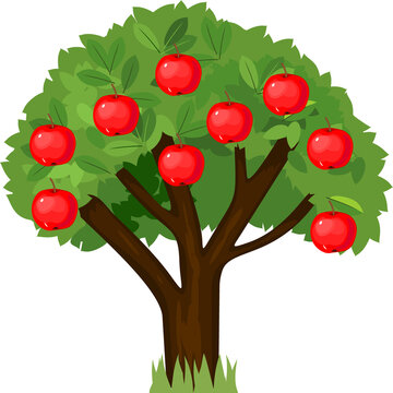 Cartoon apple tree with green crown and ripe red apples isolated on white background
