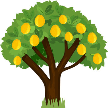 Cartoon lemon tree with green crown and ripe yellow lemons isolated on white background