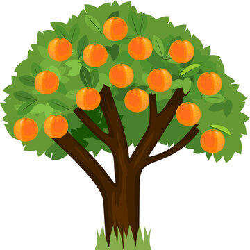 Cartoon orange tree with green crown and ripe oranges isolated on white background