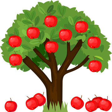 Cartoon apple tree with green crown and ripe red fallen apples isolated on white background