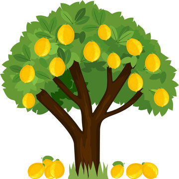 Cartoon lemon tree with green crown and ripe yellow fallen lemons isolated on white background