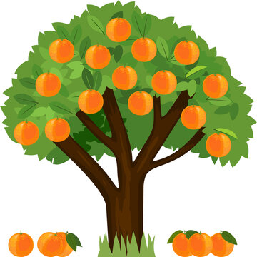 Cartoon orange tree with green crown and ripe fallen oranges isolated on white background