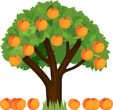 Cartoon peach tree with green crown and ripe fallen peaches isolated on white background