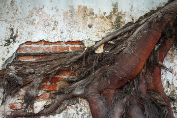 The tree roots wiggle on the wall.