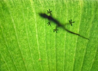 lizard on a leaf